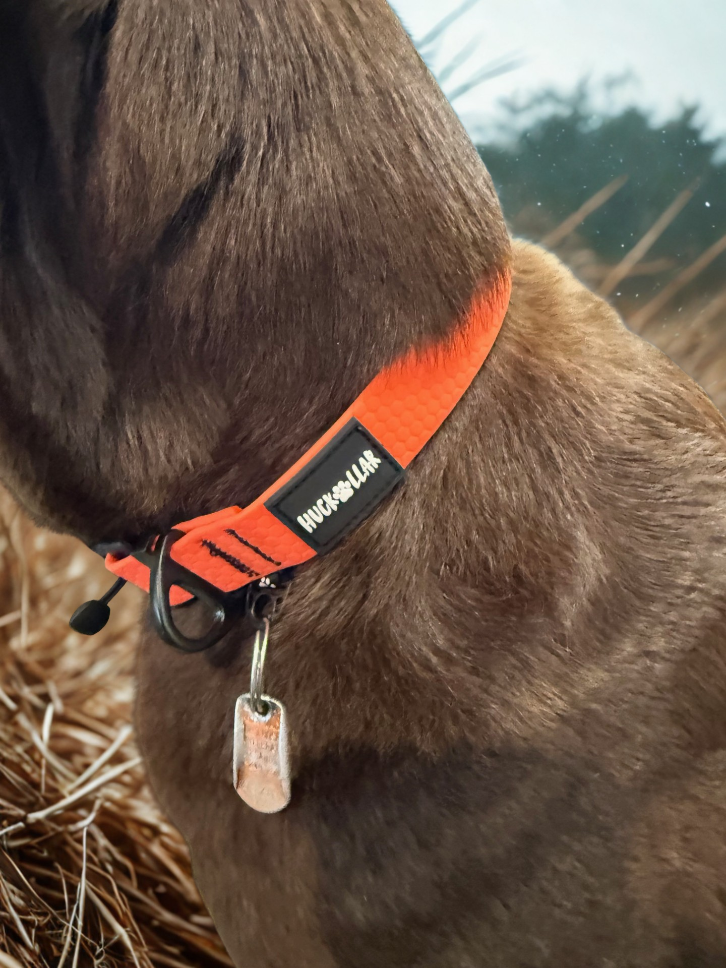 fidlock magnetic dog collar on dog outdoor use
lightweight waterproof dog collar everyday wear
dog collar magnetic buckle close up fidlock
durable dog collar beach water use