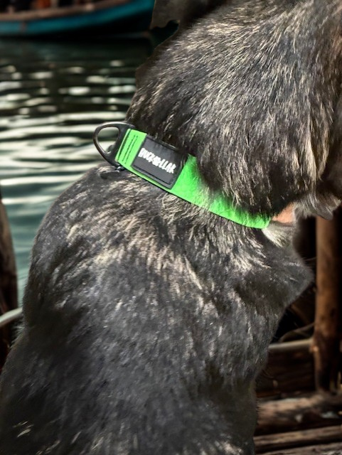 fidlock magnetic dog collar on dog outdoor use
lightweight waterproof dog collar everyday wear
dog collar magnetic buckle close up fidlock
durable dog collar beach water use