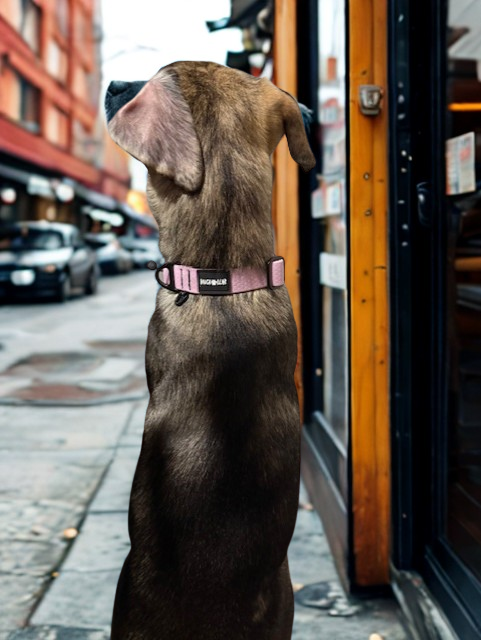 fidlock magnetic dog collar on dog outdoor use
lightweight waterproof dog collar everyday wear
dog collar magnetic buckle close up fidlock
durable dog collar beach water use